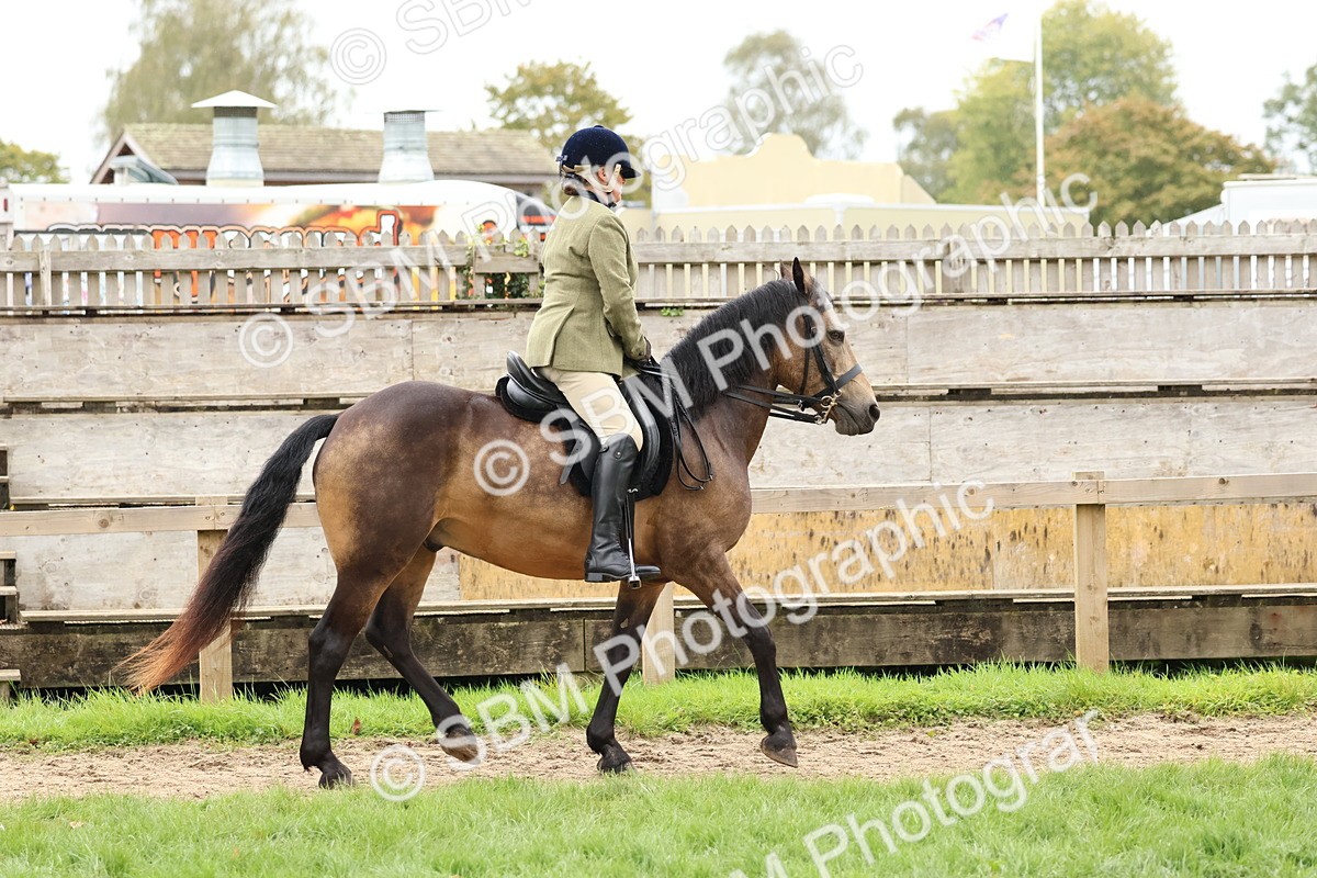 SBM_69553 - S62 - Mountain & Moorland Ridden Large Breeds