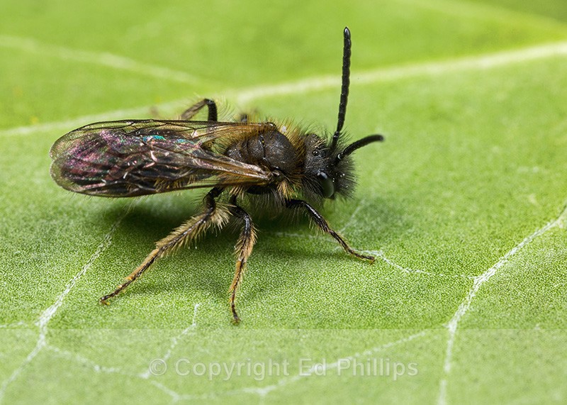 Andrena bicolor (m) - Andrena bicolor