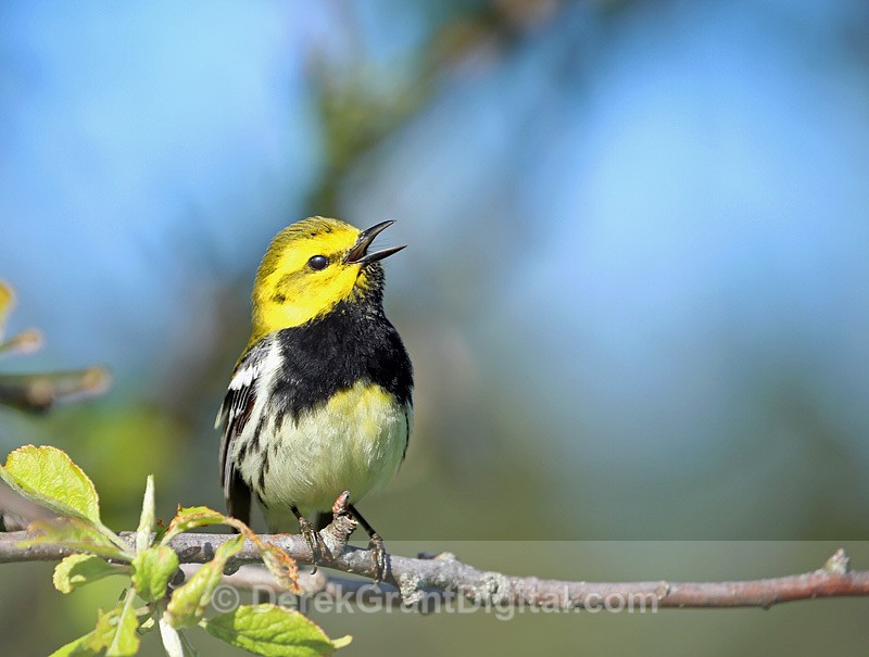 Setophaga virens male - Birds of Atlantic Canada