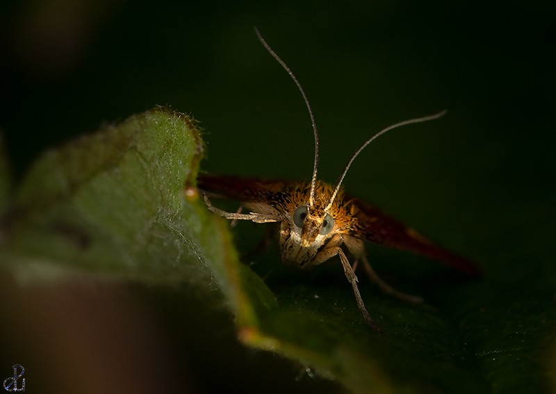 Macro photography by Diana Uzun