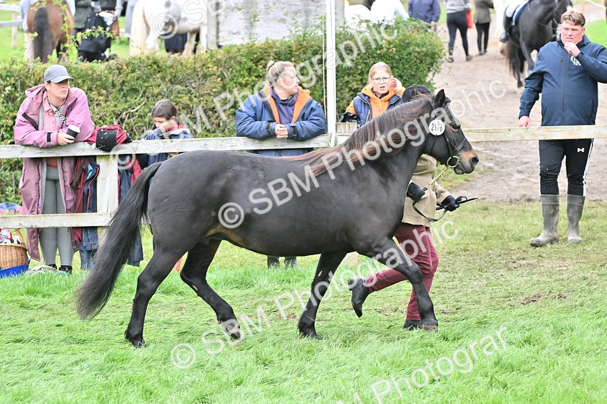 SBM_60976 - S48 - Mountain & Moorland In Hand Small Breeds