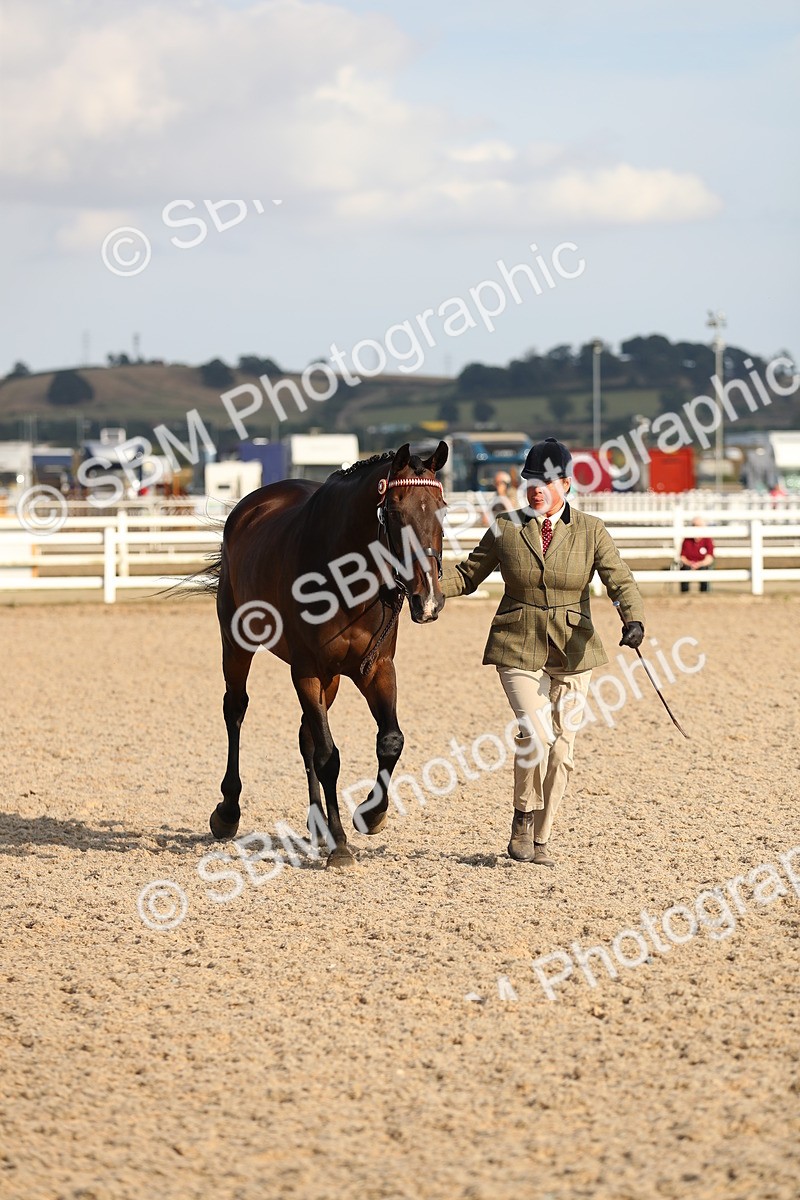 SBM_08666 - Class 28 - IH Veteran Horse
