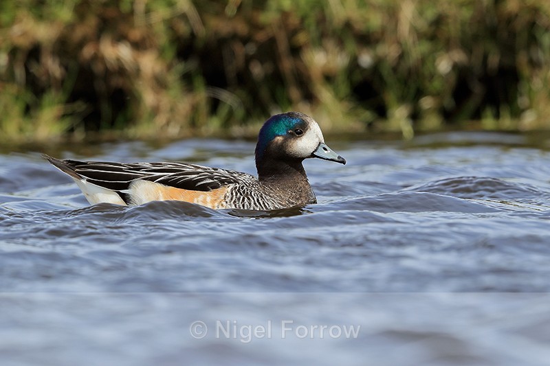 Chiloe Wigeon, Volunteer Point, East Falkland - Chiloe Wigeon