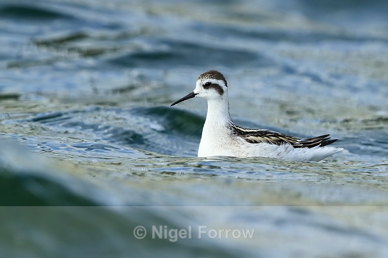 Red-necked Phalarope (juvenile), Farmoor - Red-necked Phalarope