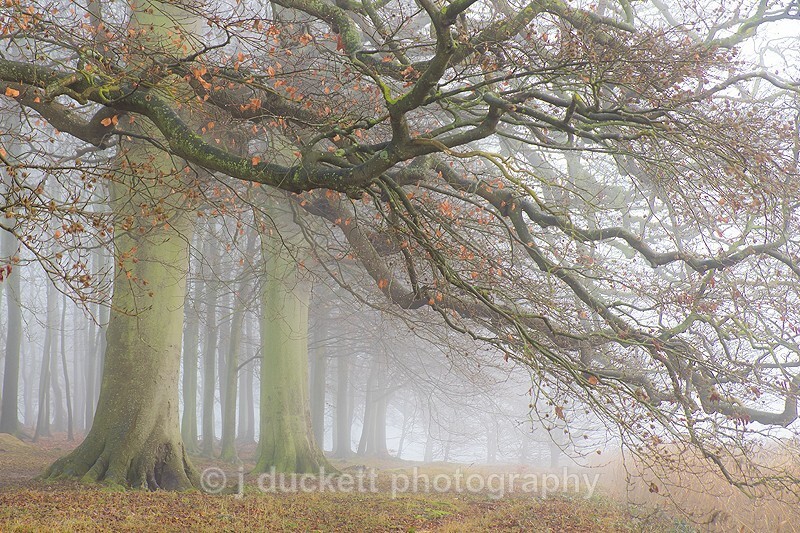 - Autumn at Blickling Park Norfolk