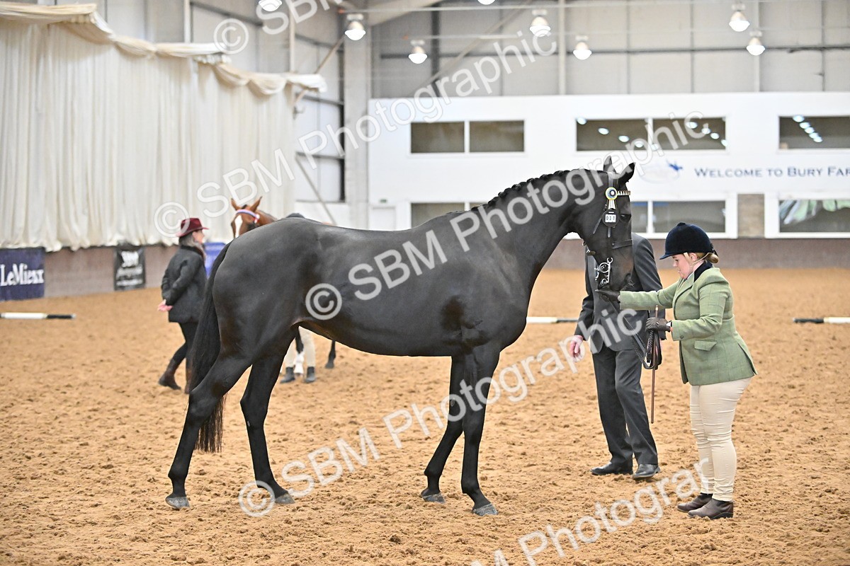 SBM_000138 - Class 6 - BSHA In Hand Racehorse to Show Horse