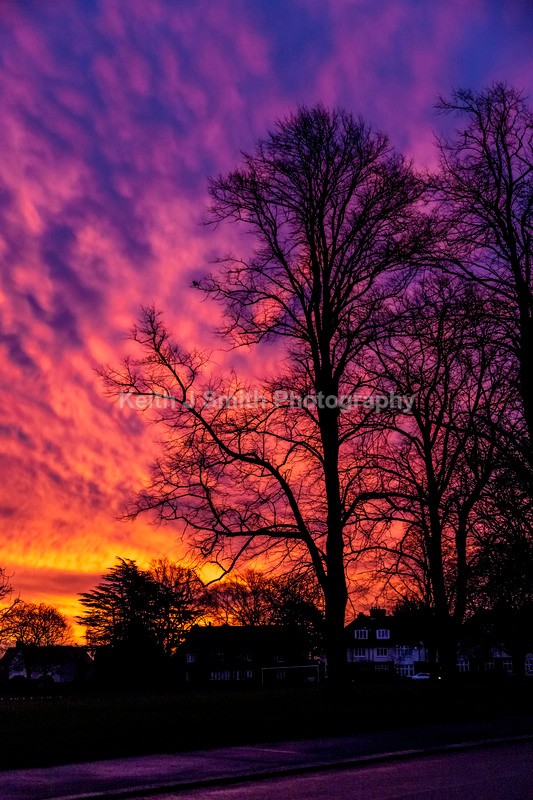 7SKJ9874 - Trees in Abington Park