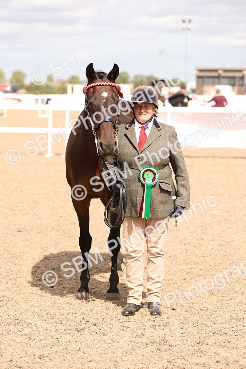 SBM_15407 - Class 210- IH Show Horse