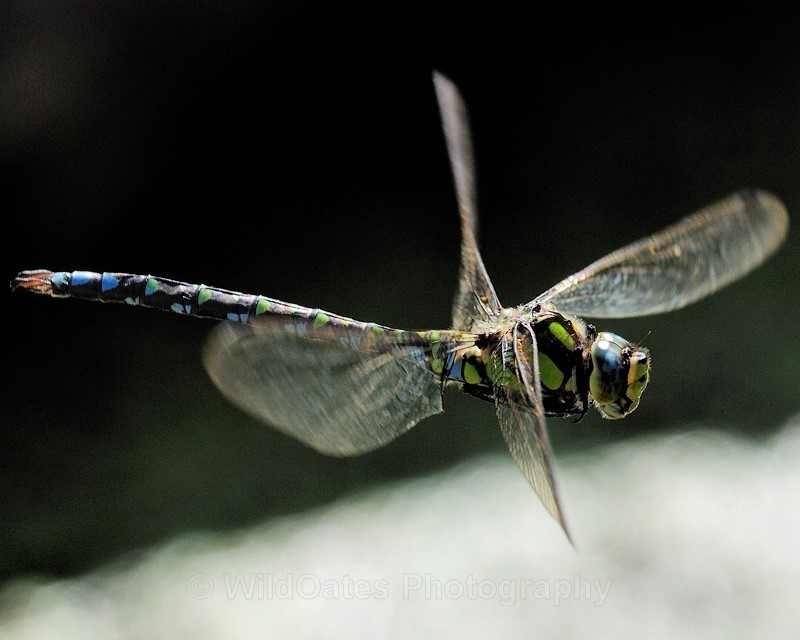 2010-09-21-11-43-53 NIKON D300 180mm f63 1-1250 iso400_253 - Insects, Dragon Flies, Bugs and Plants