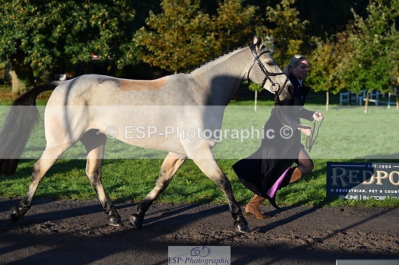 231022-090226-21522 - 619-GARVAGH.GOLDEN.OAK-Ella.Snow-TrotUp+SJ
