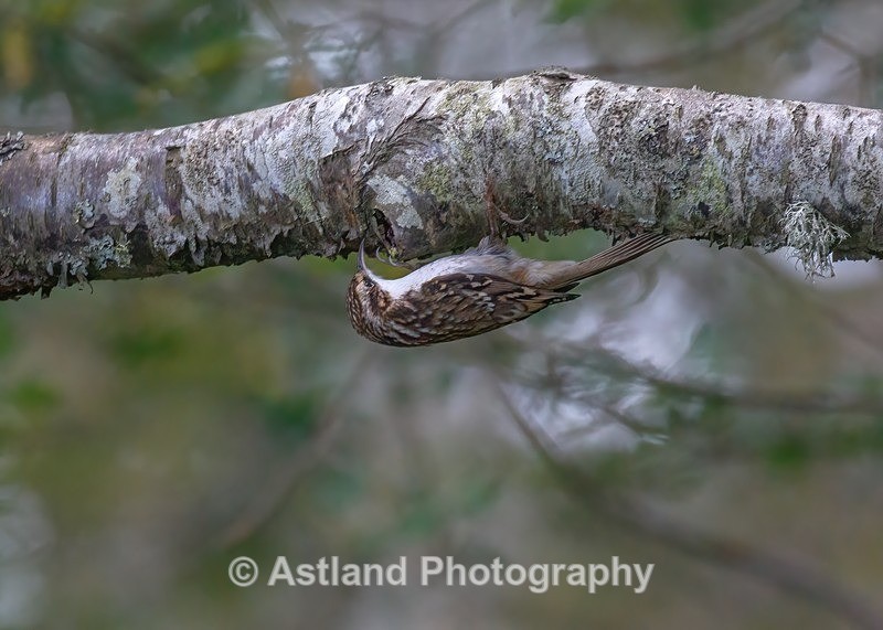 Treecreeper - Latest Images