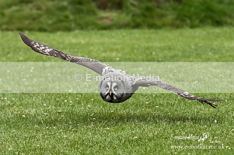Gt Grey Owl 24062013-24a - Nature