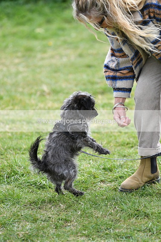 WJ5_9343 - Class 1 Best Cross Breed / Heniz 57