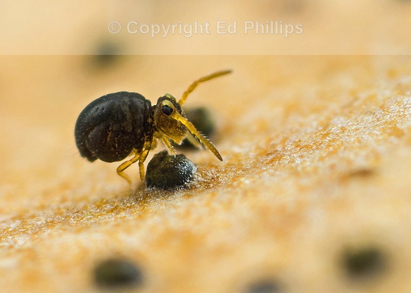 Sminthurinus igniceps