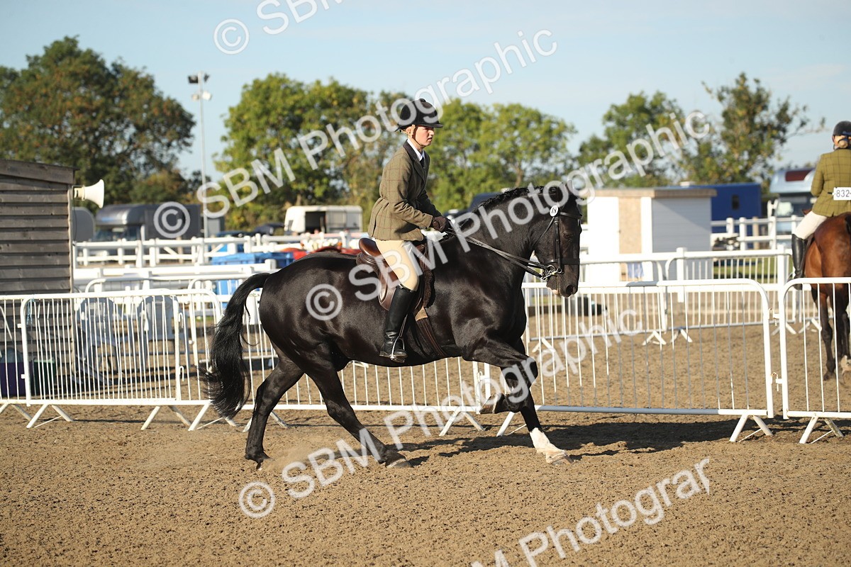 SBM_11520 - Class 502 - Riding Club Horse