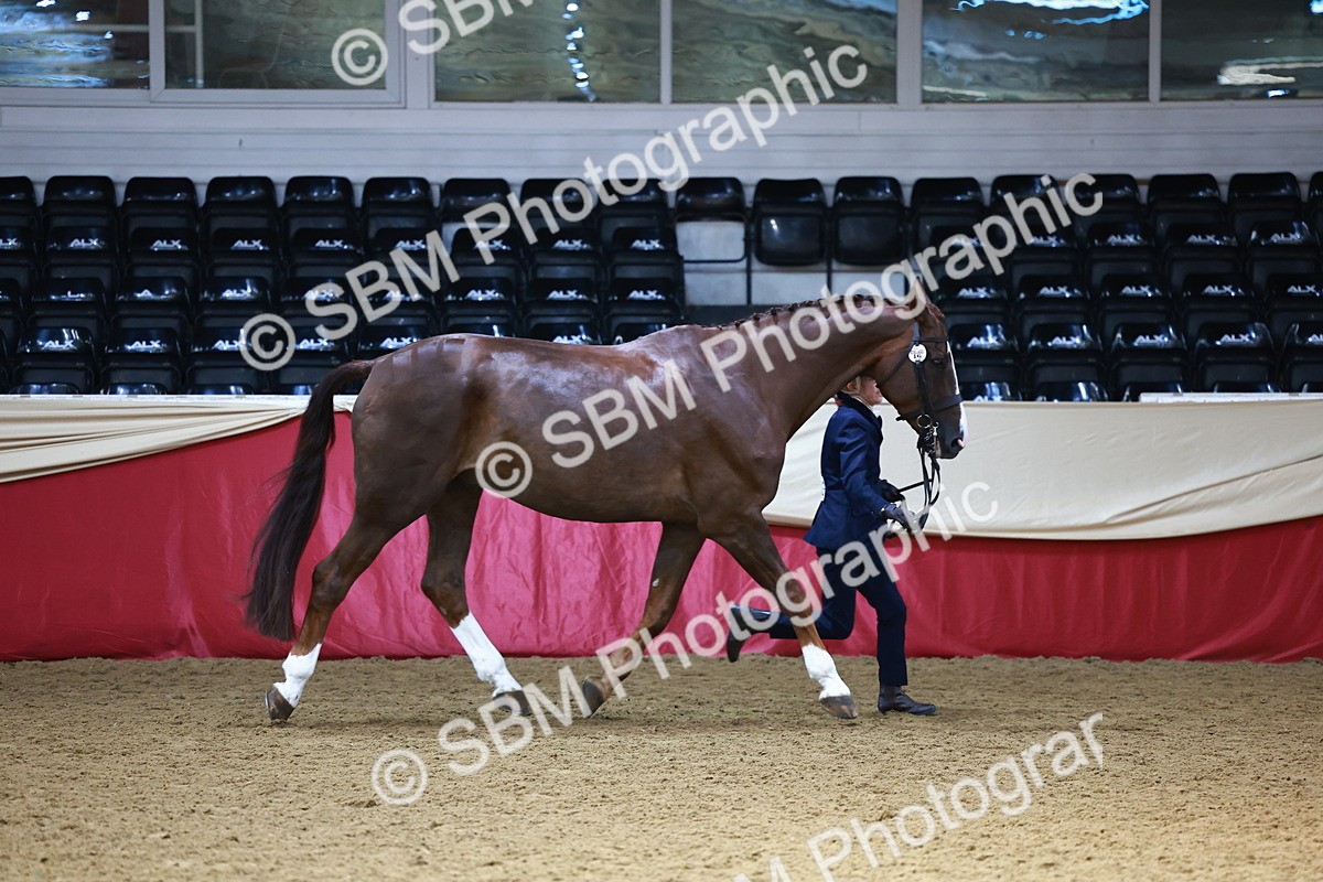 SBM_23124 - Class 903 - Supreme Final - IH Pre Vet