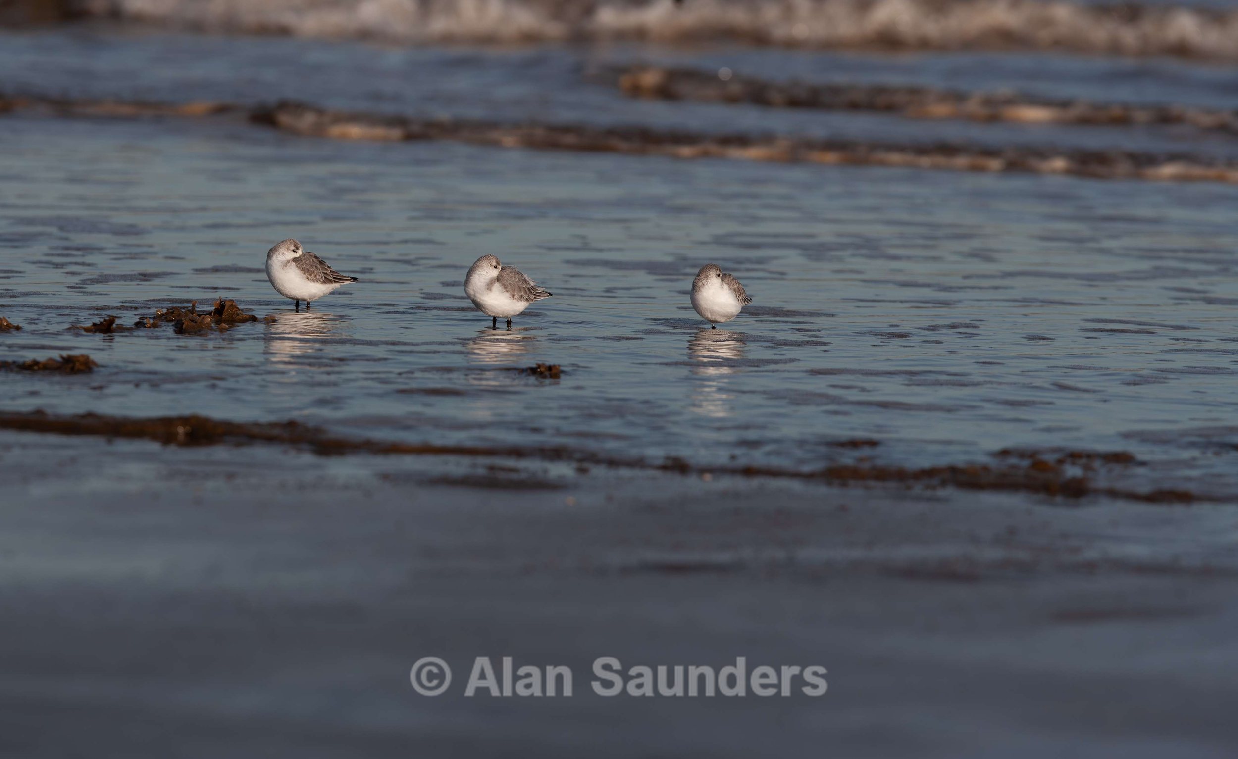 Sanderling 3