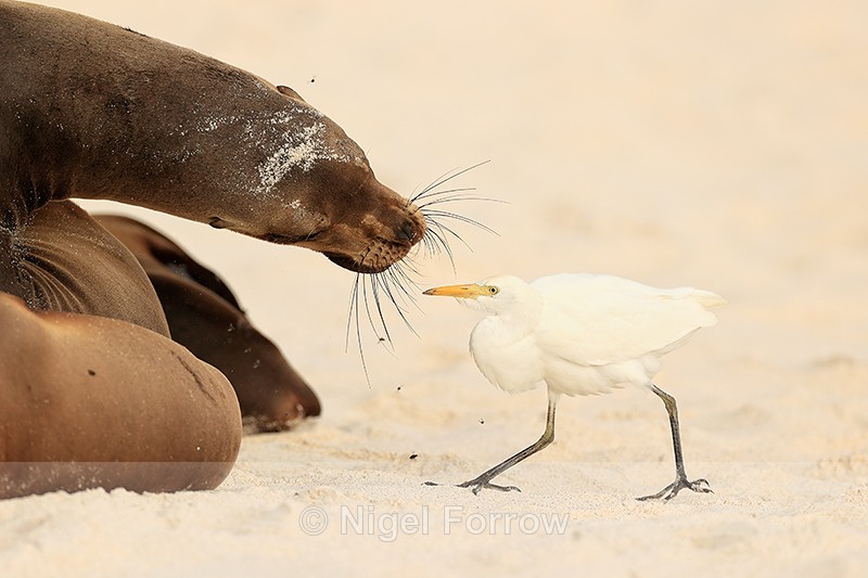 Cattle Egret & Galapagos Sea Lion, Espanola, Galapagos - Cattle Egret