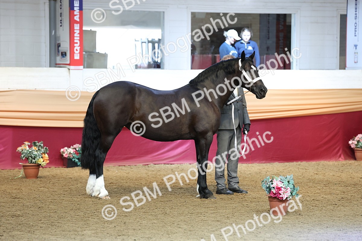 SBM_23333 - Class 903 - Supreme Final - IH Pre Vet