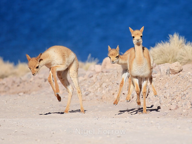 Young Vicuna bucking, Lake Miscanti, Chile - Vicuna