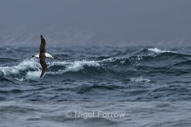 Black-browed Albatross flying over rough sea, Falklands - Black-browed Albatross
