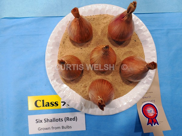 selected123 - EARLSTON FLOWER SHOW. 2025