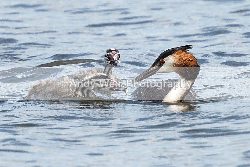 20150711-8E0A0006 - Gt. Crested & Little Grebes