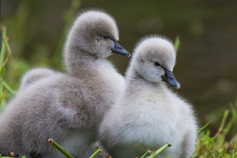 Cygnets 5