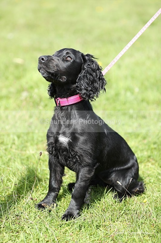 SPXX0555 - Dog show