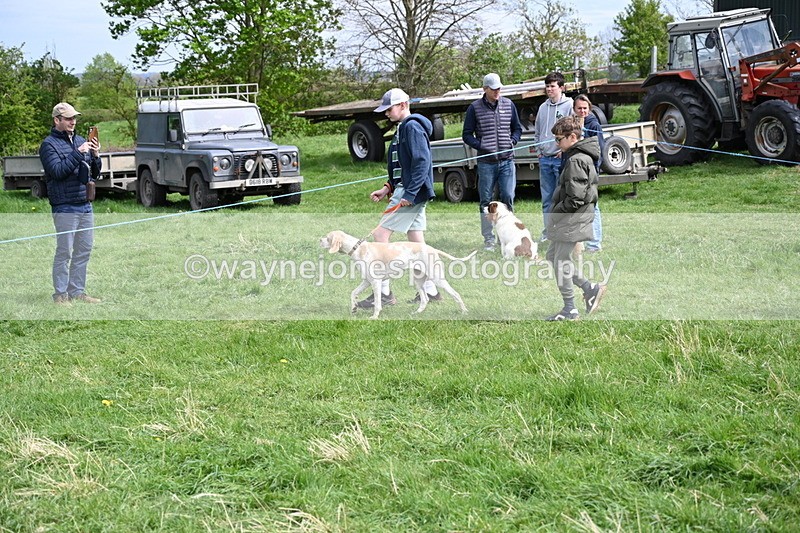 WJ6_8820 - Class 8 Best Working / Gun Dog or Bitch