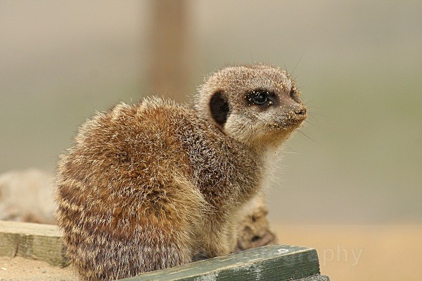 533 MEERKAT - OTHER WILDLIFE (UK)