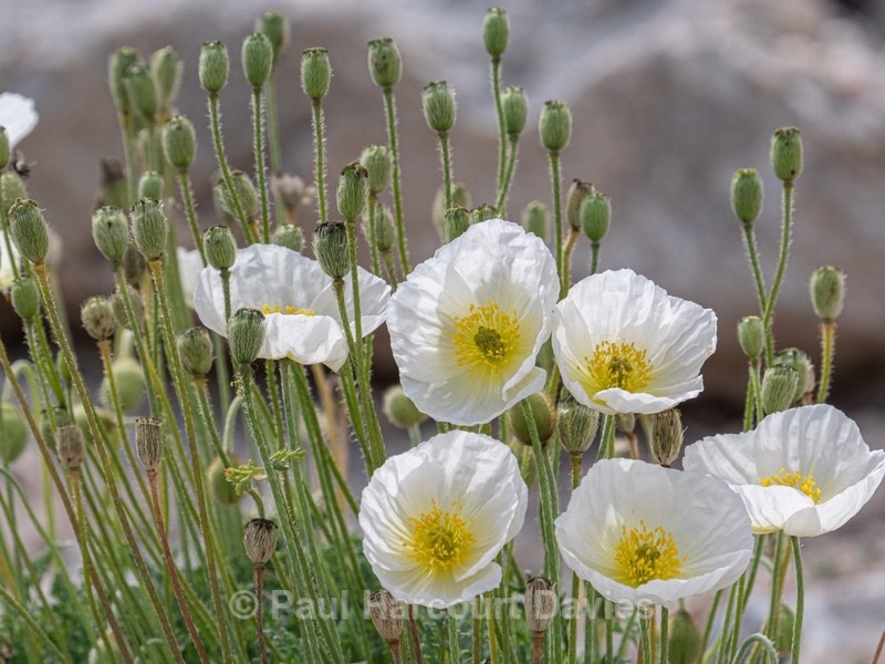Alpine poppy (Papaver alpina ) - Gargano - Wild Flowers