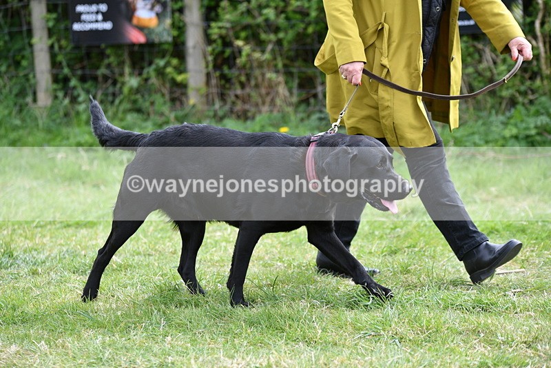 WJ5_9530 - Class 3 Most Handsome Dog