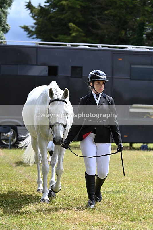 WJ7_6900 - Class 5a Most Handsome Gelding in Hand