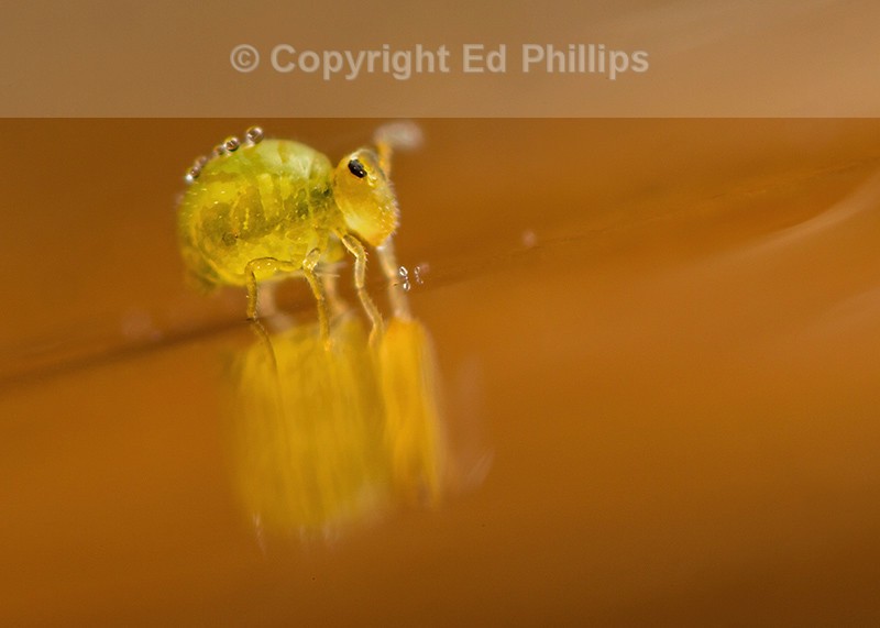 Sminthurinus aureus