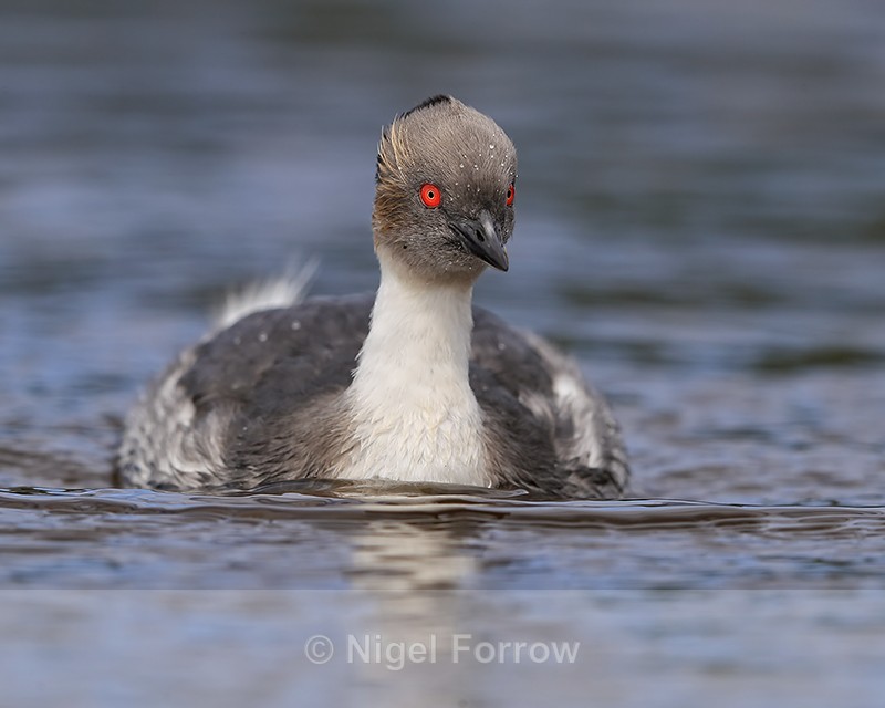 Silvery Grebe, front view, Sea Lion Island, Falklands - Silvery Grebe