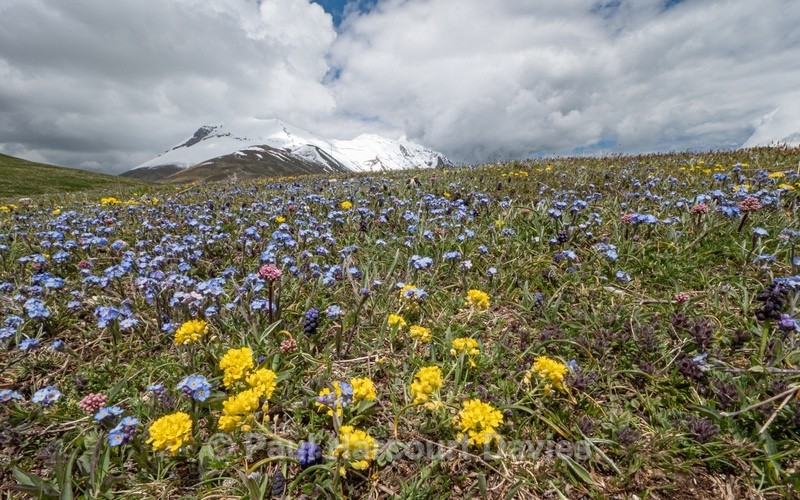 Bright blue Apennine forget-me-not (Myosotis alpina var ambigens) with Yellow Apennine wallflower (Erysimum pseudorhaeticum) and Grape hyacinth (Muscari commutatum) - Flowers in the Landscape - 2