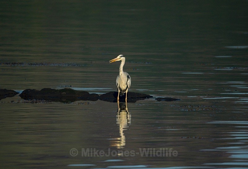 GREY HERON 1 - GREY HERONS