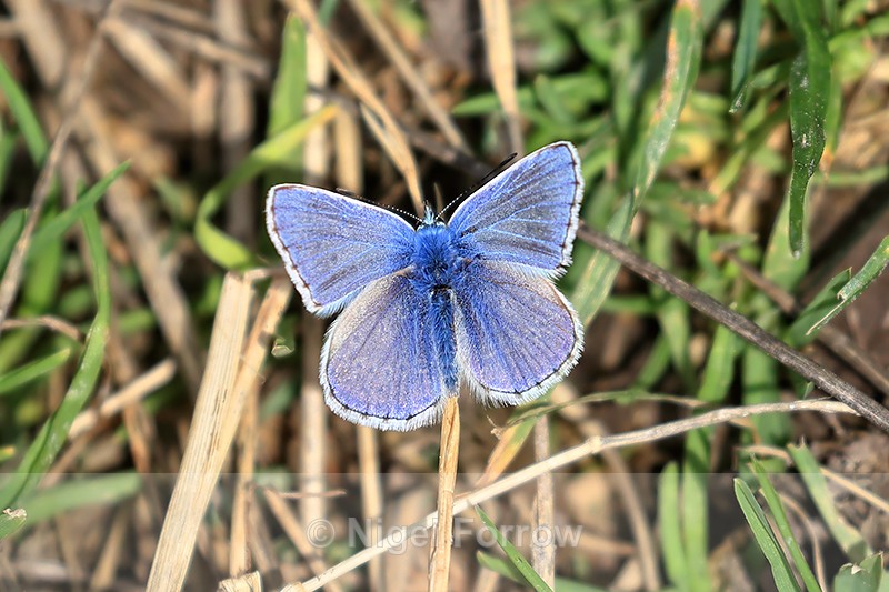 Common Blue (male), The Coombes, Hinton Parva, Wiltshire - INSECTS