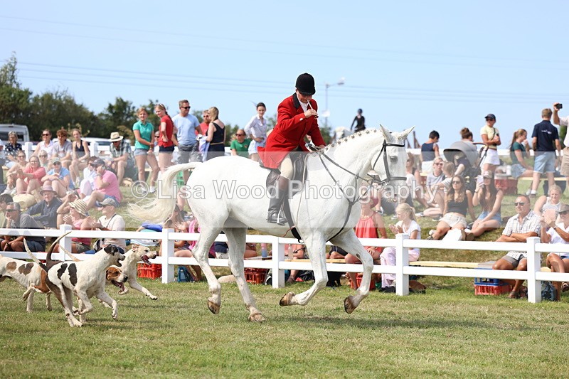 3E7A0155 - Parade of Hounds