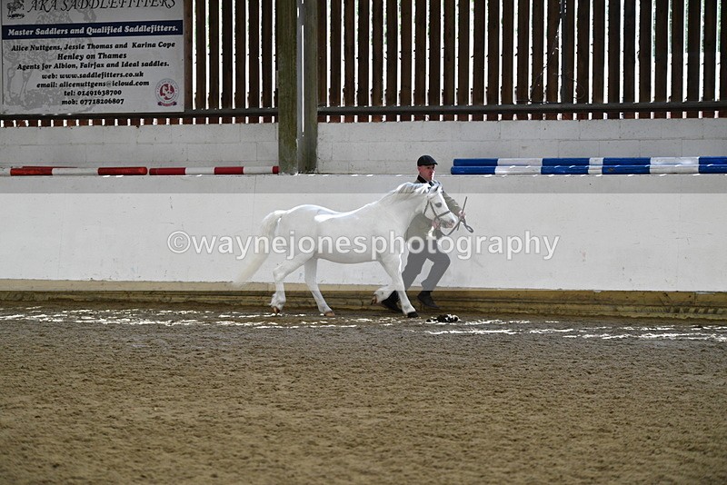 WJ5_5356 - Class 4 In hand M&M - small breeds