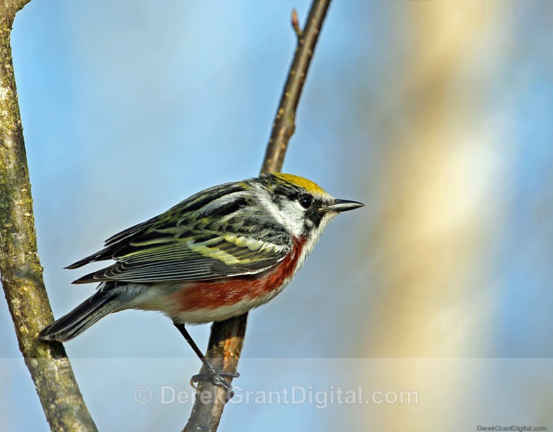 Chestnut-sided Warbler (m) - Birds of Atlantic Canada