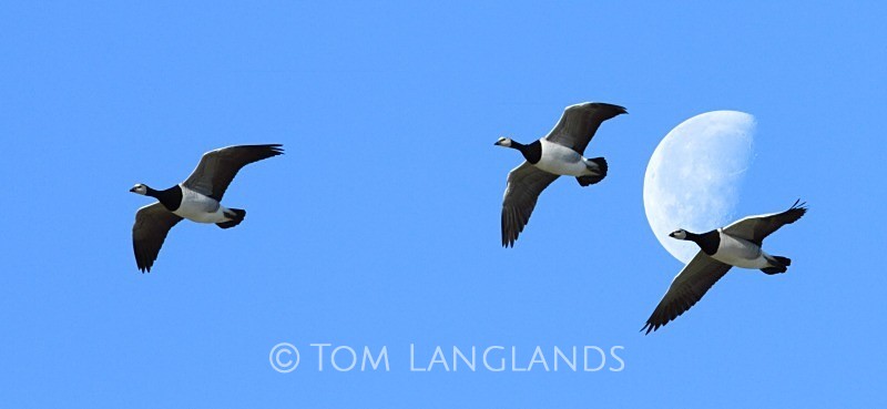 Barnacle Geese - Swans and Geese