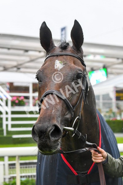 140723-Race 7-Gibside-0787 - Race 7 5.30pm William Hill Extra Place Races Daily Apprentice Handicap