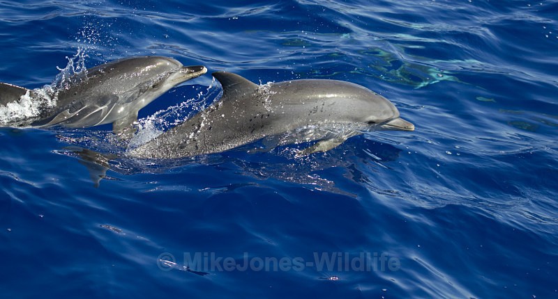 ATLANTIC SPOTTED DOLPHIN (ref M7) - Dolphins, Whales & Orcas. Scotland, Iceland, Azores & Madeira