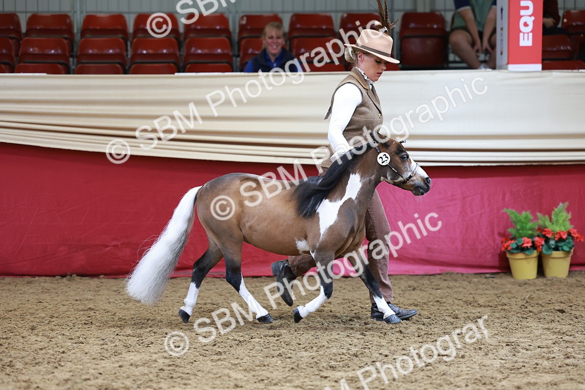 SBM_15725 - Class 110 - IH  Minature Horse