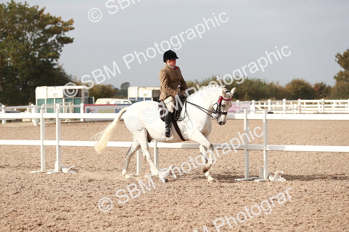 SBM_17486 - Class 215 Ridden Hack/ Riding Horse