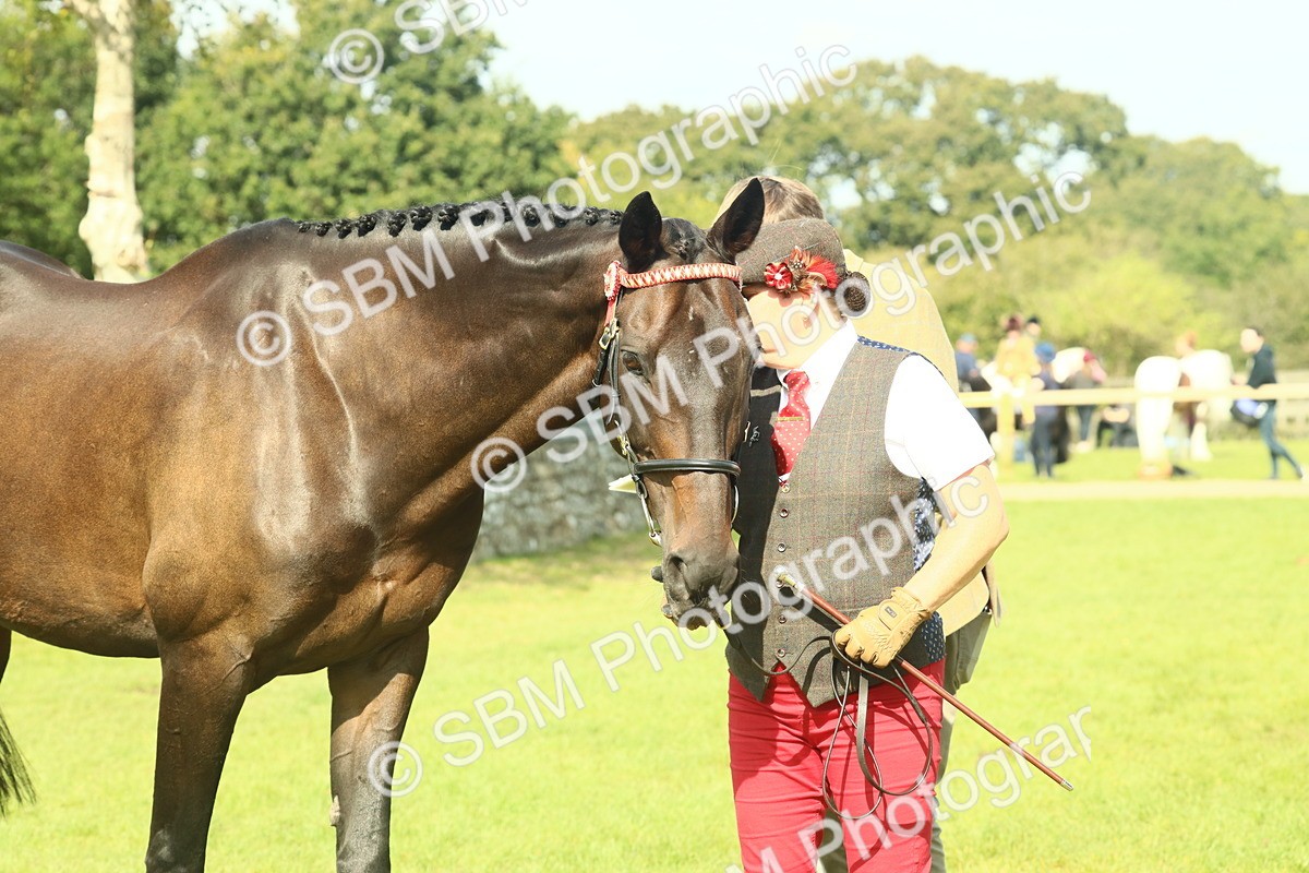 SBM_66555 - S34 - Rehabilitated Rescue Horse & Pony In Hand & Ridden