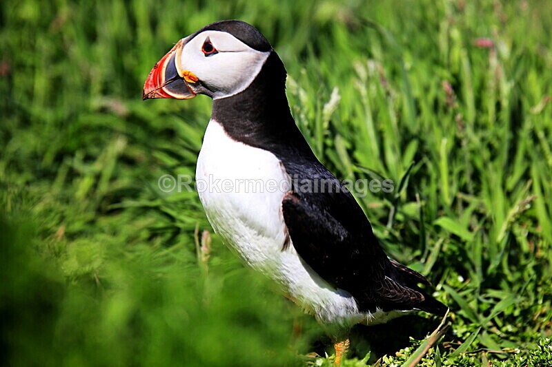 _56A7014 - Skomer 2019
