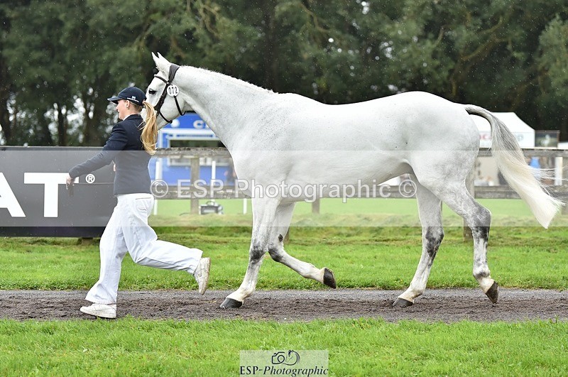 231018-125124-00575 - 072-CARROW.IROKO-Alice.England-TrotUp